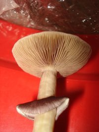 Mexican-Tapalpa-Lupelius-CM-250820112.jpg