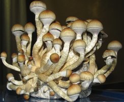 Mycotopia Ilia cake 2.jpg