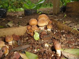 Mexican-Duth-King-toadmushi-CM-cimg0937copy.jpg