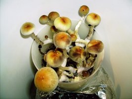 799px-Mex_Dutch_King.jpg