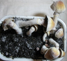 mexican-albino06.jpg
