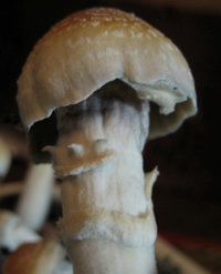 mexican-albino05.jpg
