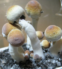 mexican-albino03.jpg