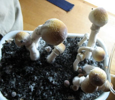 mexican-albino02.jpg