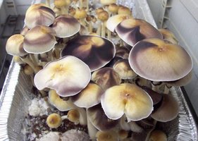 mexican-albino01.jpg