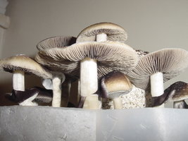 Menace-OoBYCoO-Mycotopia-DSC00023.jpg