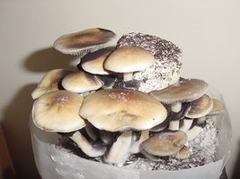 Menace-OoBYCoO-Mycotopia-DSC00022.jpg