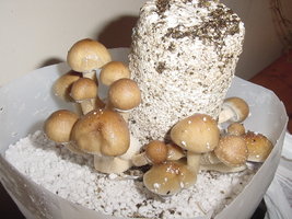 Menace-OoBYCoO-Mycotopia-DSC00020.jpg