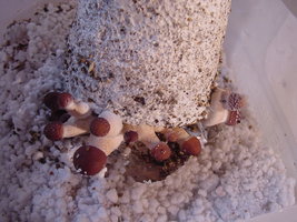 Menace-OoBYCoO-Mycotopia-DSC00014.jpg