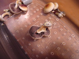 Menace-OoBYCoO-Mycotopia-DSC00013.jpg