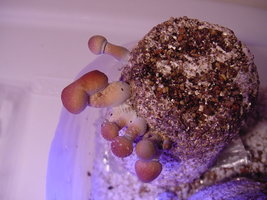 Menace-OoBYCoO-Mycotopia-DSC00005.jpg