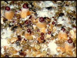 PF Redspore champa Mycotopia RSCN3609.jpg