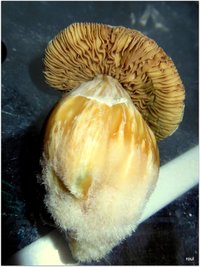 PF Redspore champa Mycotopia RSCN1814-001.jpg