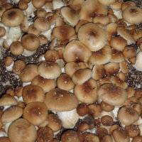 mcphersonii02.jpg