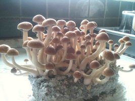 McKennaii