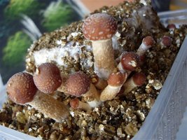 mckennaii-2011-05-07-14h-1.jpg