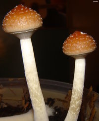 Mckennai-BREEDERS-Mycotopia-DSC01080.jpg