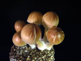 Mazatapec