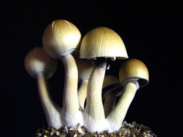 mazatapec10.jpg