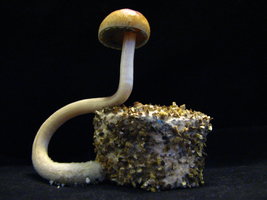 mazatapec09.jpg