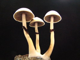 mazatapec08.jpg