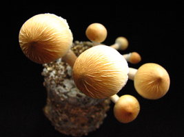 mazatapec07.jpg