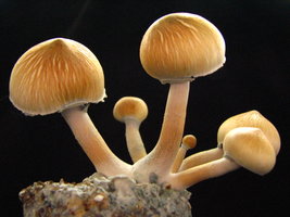 mazatapec06.jpg