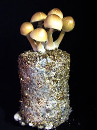 mazatapec05.jpg