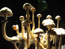mazatapec02.jpg