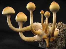 mazatapec01.jpg
