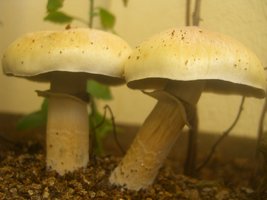 Mazatapec-arcaico-CM-CIMG5708.jpg