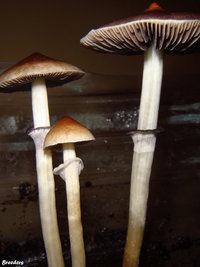 Matias-Romero-BREEDERS-MycotopiaDSC00167.jpg