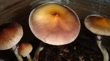 Matias-Romero-BREEDERS-Mycotopia-DSC00175.jpg