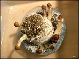 Matias Romero champa Shroomery RSCN6245.jpg