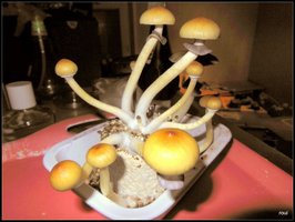Matias Romero champa Shroomery DSCN5797.jpg