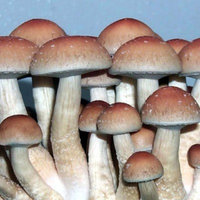 Malaysian