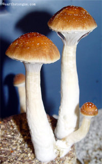 Malabar