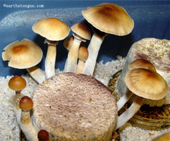 malabar07.jpg