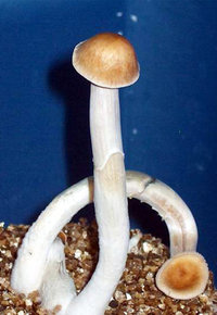 malabar05.jpg