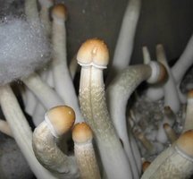 Malabar-eatyualive-Mycotopia-malsc2.jpg