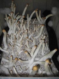 Malabar-eatyualive-Mycotopia-malsc.jpg