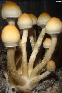 Lizard-King-BREEDERS-Mycotopia-DSC09907.jpg