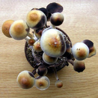 large-fruit01.jpg