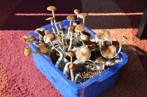 La-Primavera-raw-007.jpg