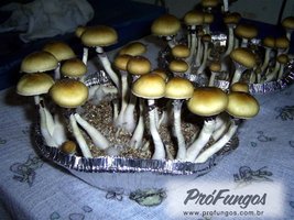 keepers-creepers05.jpg