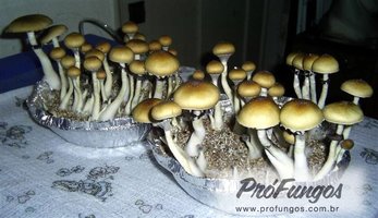 keepers-creepers03.jpg