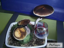 ianomami06.jpg
