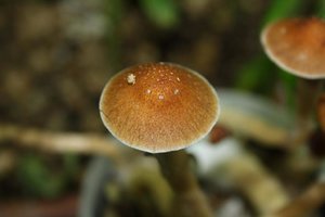 Honobia Black Mouse shroomology IMG_5270.JPG