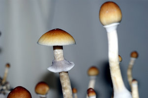 hippie309.jpg