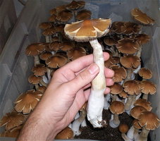 hillbilly09.jpg